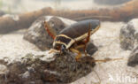 Great Diving Beetle (Dytiscus marginalis)