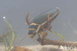 Great Diving Beetle (Dytiscus marginalis)