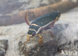 Great Diving Beetle (Dytiscus marginalis)