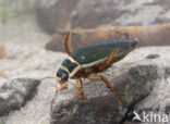 Great Diving Beetle (Dytiscus marginalis)