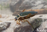 Great Diving Beetle (Dytiscus marginalis)