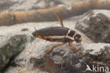 Great Diving Beetle (Dytiscus marginalis)