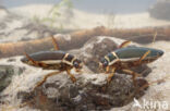 Great Diving Beetle (Dytiscus marginalis)