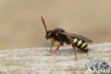 Roodharige wespbij (Nomada lathburiana)