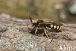 Roodharige wespbij (Nomada lathburiana)