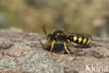 Roodharige wespbij (Nomada lathburiana)