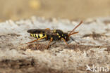 Roodsprietwespbij (Nomada fulvicornis)