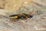 Roodsprietwespbij (Nomada fulvicornis)