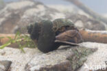 Lister\ s River Snail (Viviparus contectus)