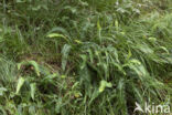 Hard Fern (Blechnum spicant)