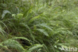 Hard Fern (Blechnum spicant)