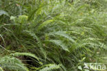 Hard Fern (Blechnum spicant)