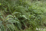 Hard Fern (Blechnum spicant)