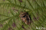 gewone kielwants (elasmucha grisea)