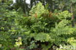 Koningsvaren (Osmunda regalis)