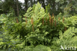 Koningsvaren (Osmunda regalis)