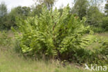 Koningsvaren (Osmunda regalis)