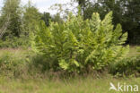 Koningsvaren (Osmunda regalis)