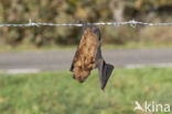 Noctule Bat (Nyctalus noctula)