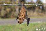 Noctule Bat (Nyctalus noctula)