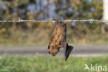 Noctule Bat (Nyctalus noctula)