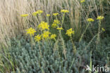 Reflexed Stonecrop (Sedum reflexum)