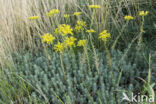 Reflexed Stonecrop (Sedum reflexum)