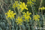 Reflexed Stonecrop (Sedum reflexum)