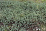 Reflexed Stonecrop (Sedum reflexum)