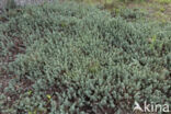 Reflexed Stonecrop (Sedum reflexum)