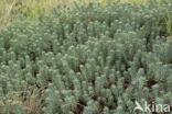 Reflexed Stonecrop (Sedum reflexum)