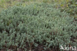 Reflexed Stonecrop (Sedum reflexum)