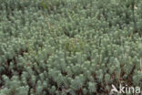 Reflexed Stonecrop (Sedum reflexum)