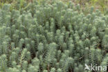 Reflexed Stonecrop (Sedum reflexum)