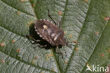 bessenschildwants (dolycoris baccarum)