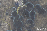 Ink lichen (Placynthium nigrum)