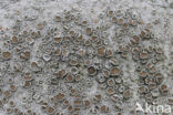 rim lichen (Lecanora chlarotera)