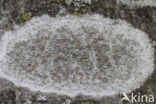 rim lichen (Lecanora chlarotera)