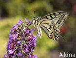 Swallowtail (Papilio machaon)