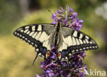 Swallowtail (Papilio machaon)