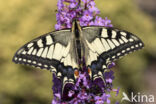 Swallowtail (Papilio machaon)