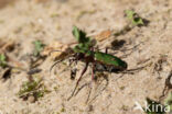 Groene zandloopkever (Cicindela campestris)