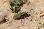 Green Tiger Beetle (Cicindela campestris)