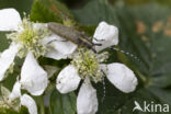 gewone distelboktor (agapanthia villosoviridescens)