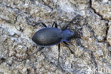 blauwzwarte schallebijter (carabus problematicus)