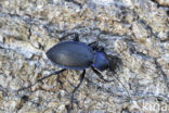 blauwzwarte schallebijter (carabus problematicus)