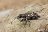 bastaardzandloopkever (cicindela hybrida)