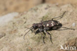 bastaardzandloopkever (cicindela hybrida)