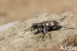 bastaardzandloopkever (cicindela hybrida)