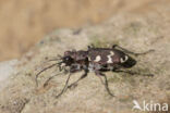 bastaardzandloopkever (cicindela hybrida)